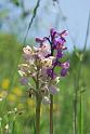 orchis  morio albiflora